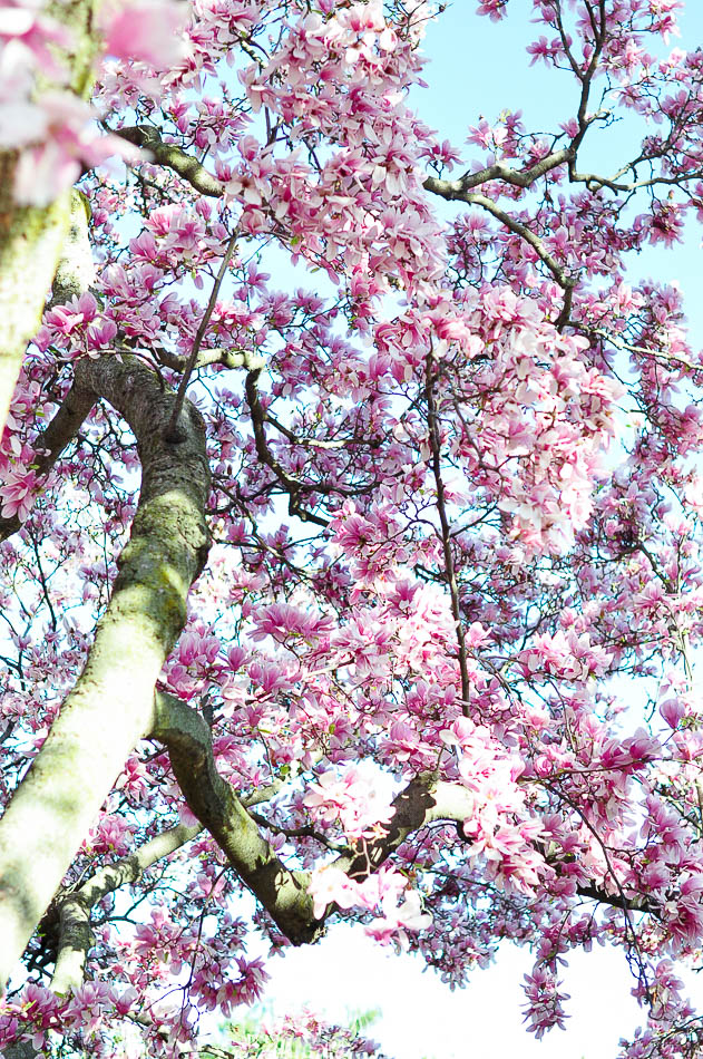 Cherry blossom and magnolia tree